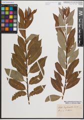 Foto von Salix daphnoides Vill.